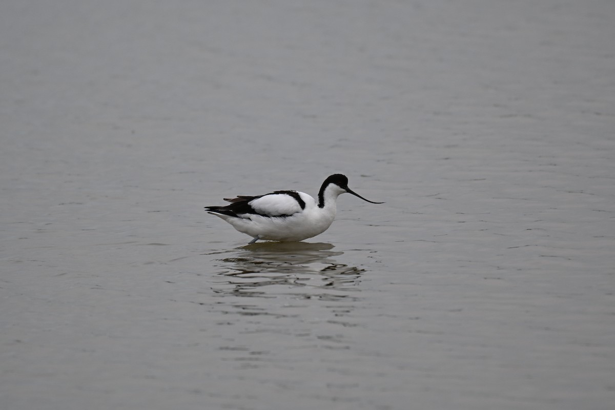 Pied Avocet - ML640688654