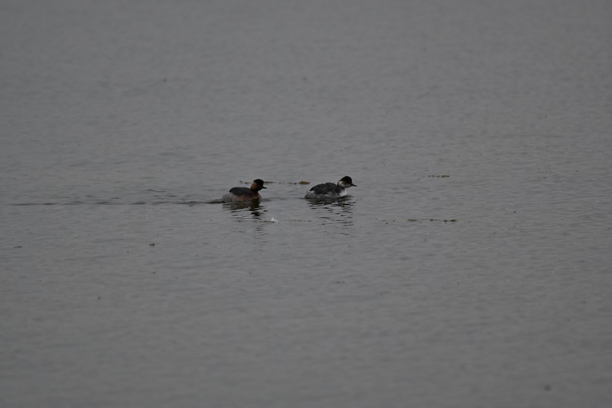 Eared Grebe - ML640688660