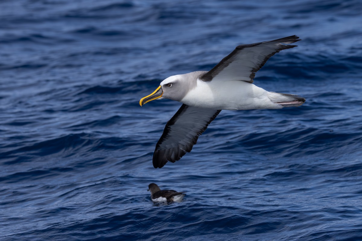 Buller Albatrosu - ML640688691
