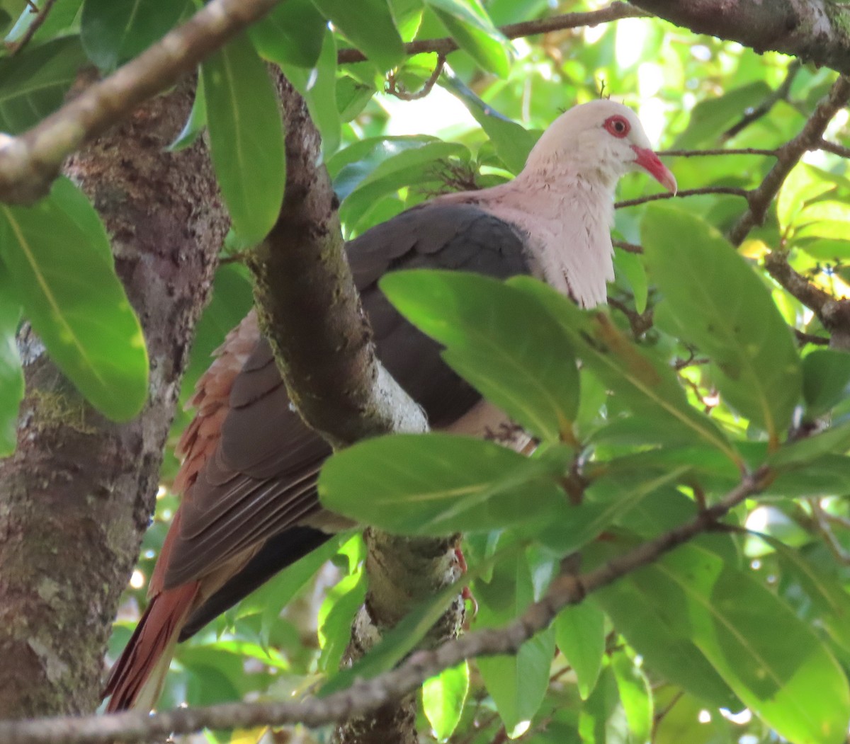Pink Pigeon - ML640688732