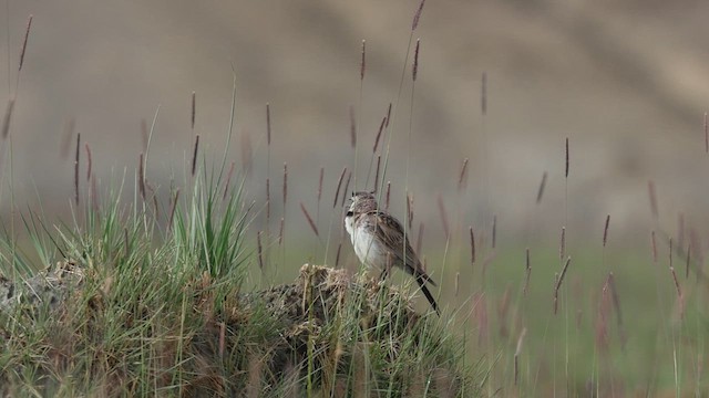 Эвэрт болжмор - ML640688774