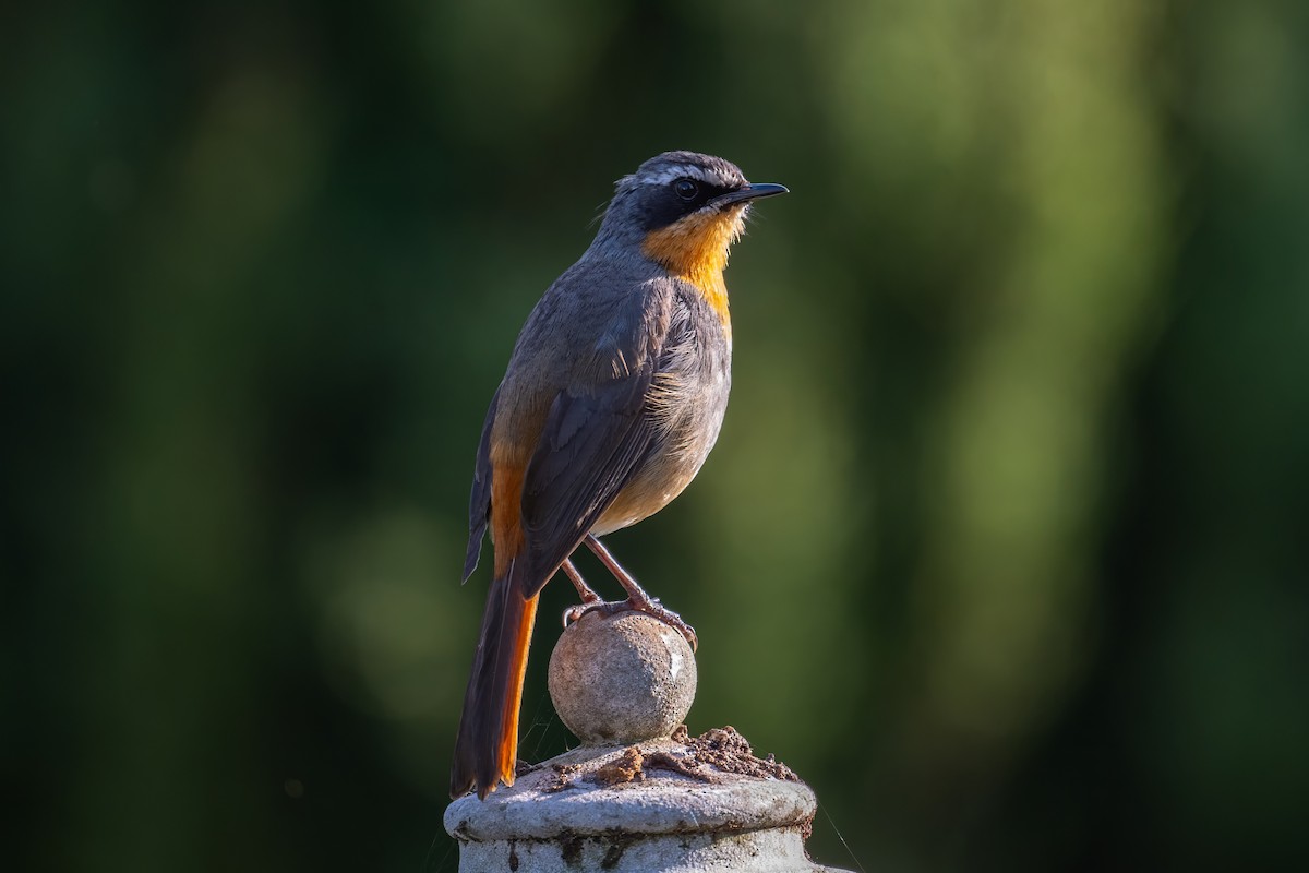 Cape Robin-Chat - ML640688822