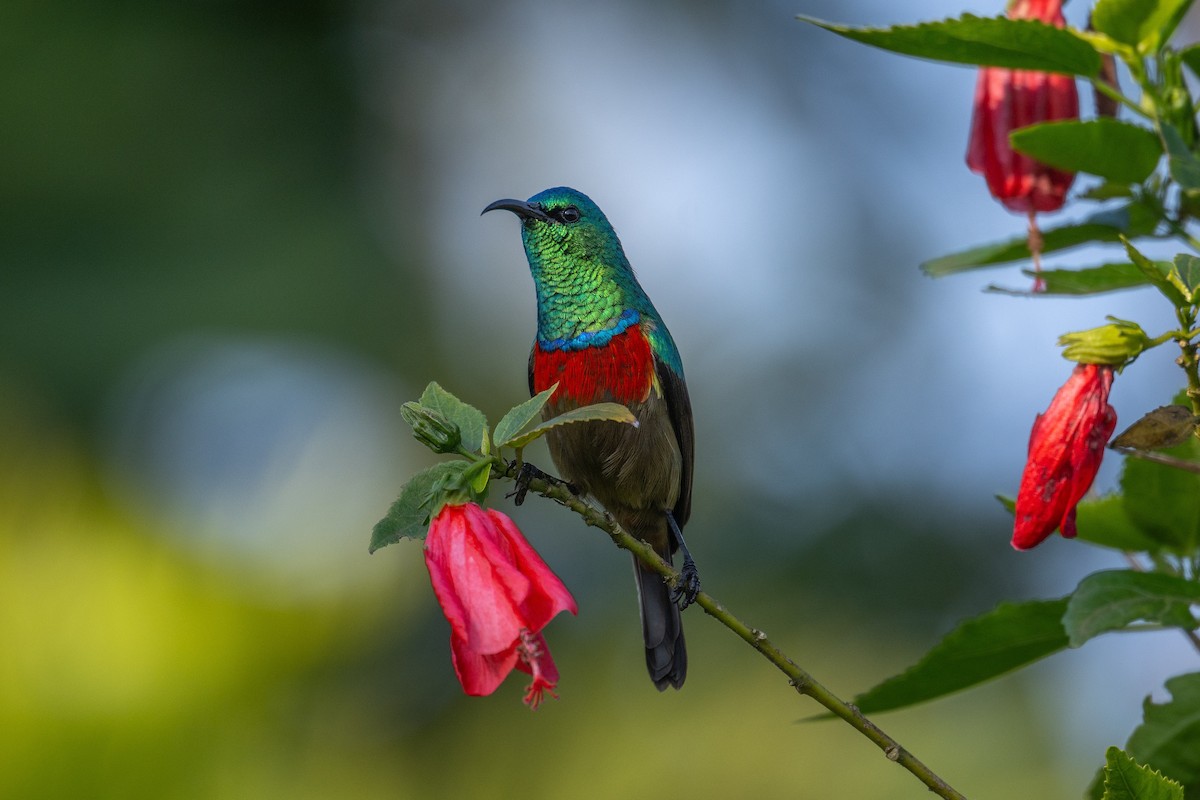 Eastern Double-collared Sunbird - ML640688823