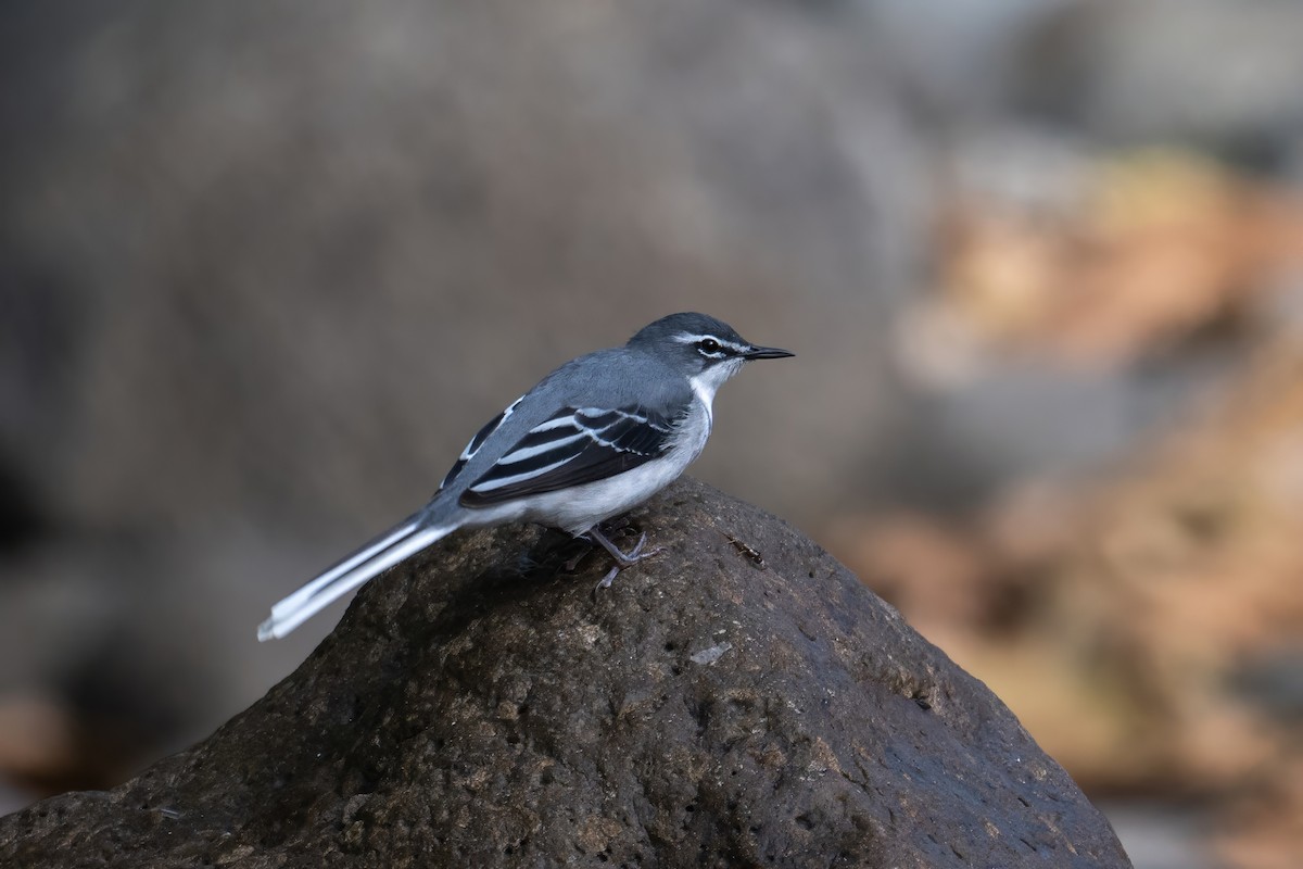 Mountain Wagtail - ML640688835