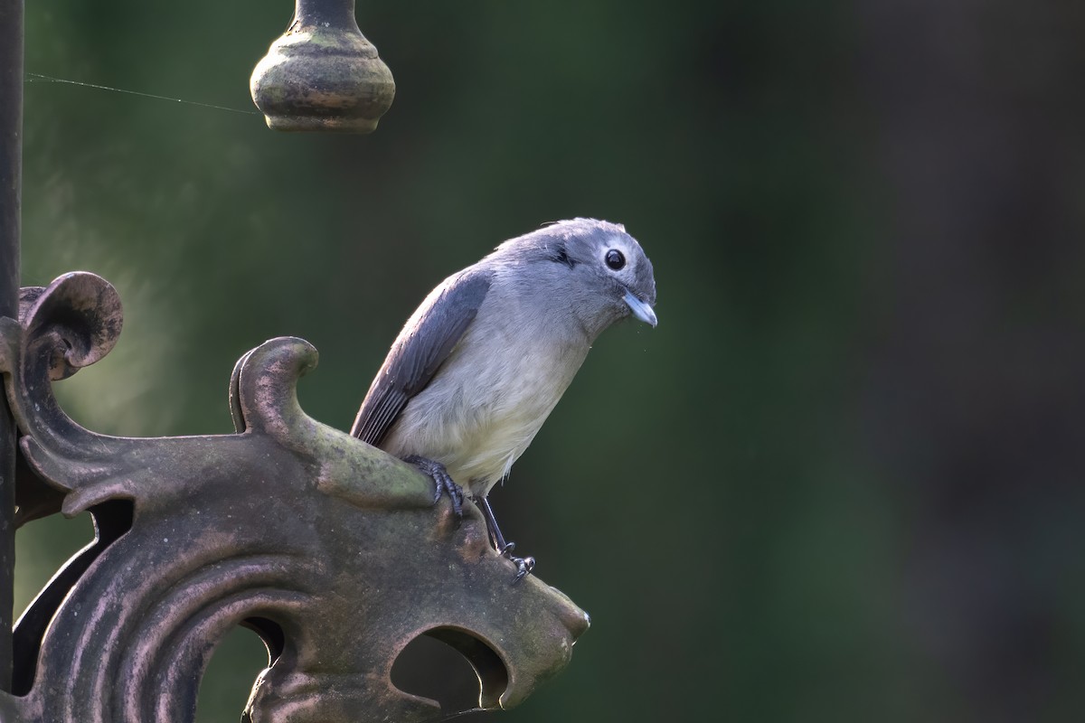 White-eyed Slaty-Flycatcher - ML640688837