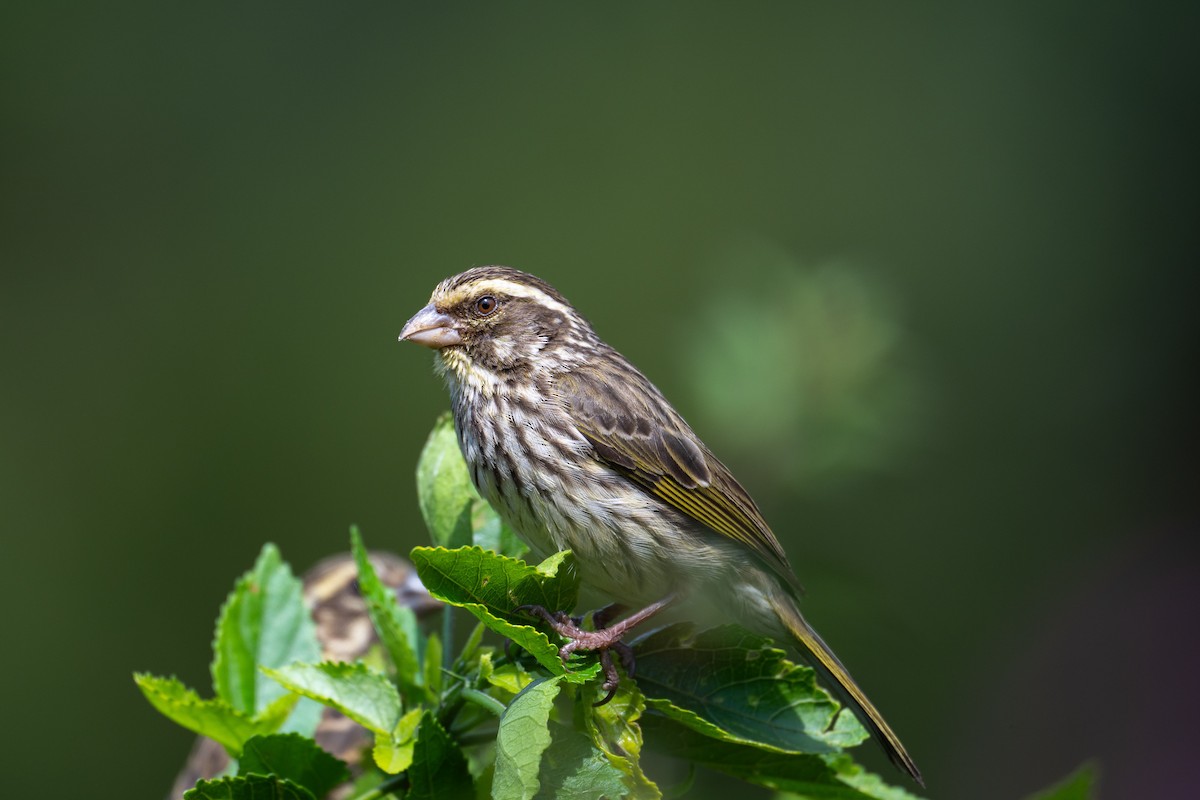 Streaky Seedeater - ML640688842