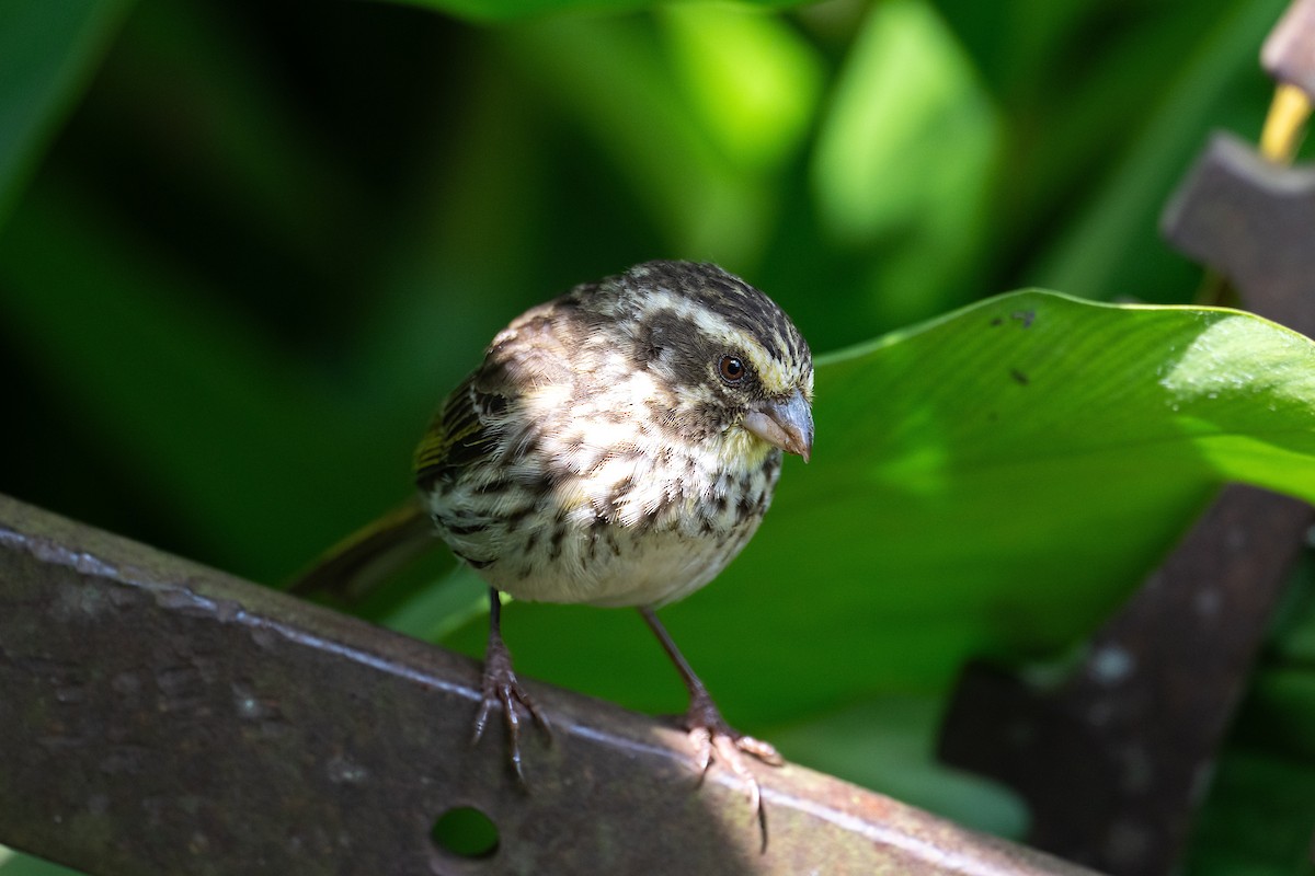 Streaky Seedeater - ML640688843