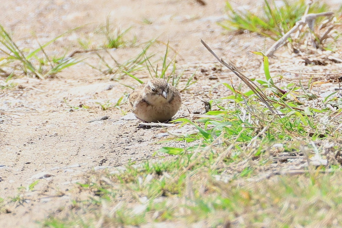Mongolian Short-toed Lark - ML640688884