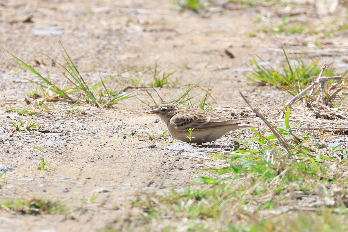 Mongolian Short-toed Lark - ML640688885