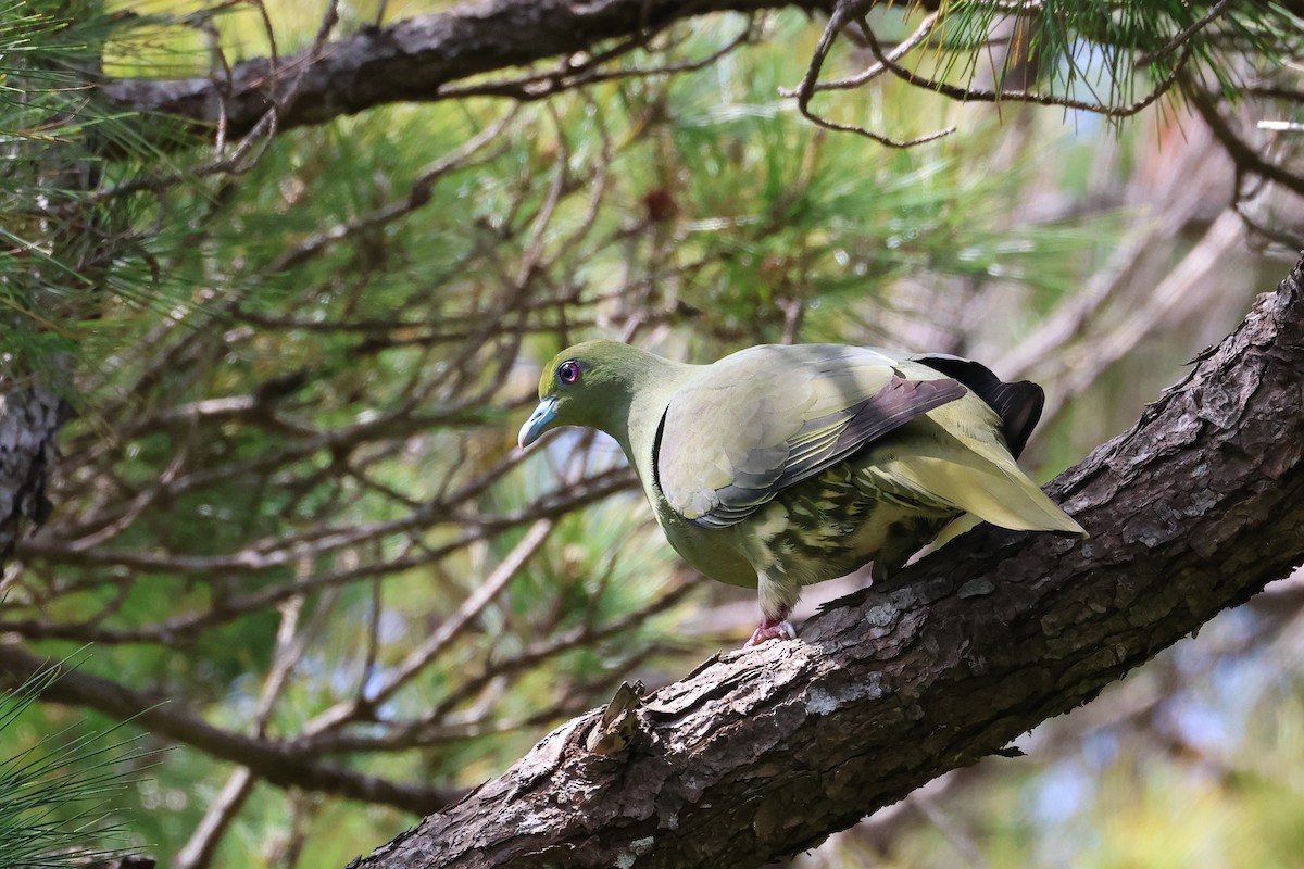 Whistling Green-Pigeon - ML640688886