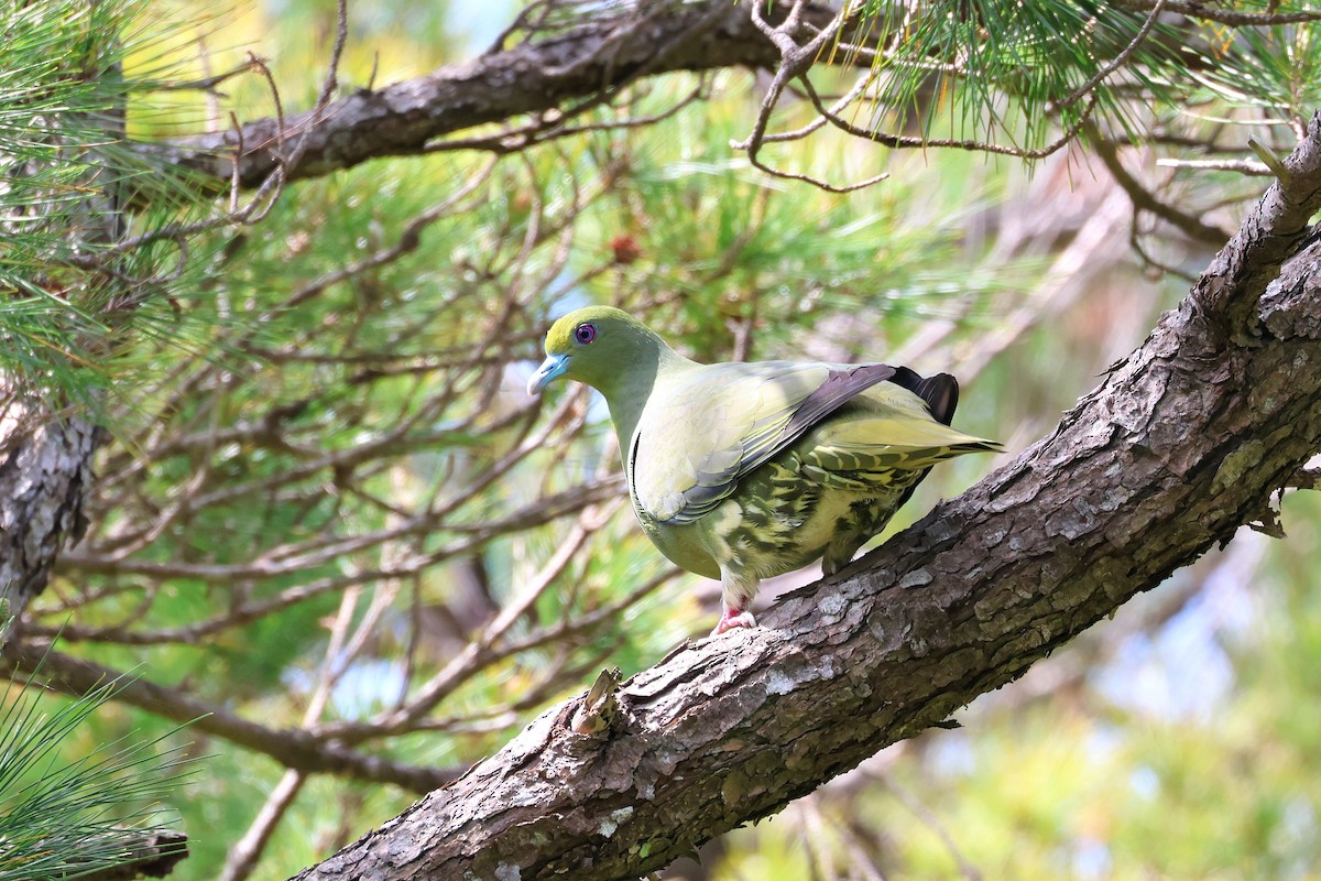 Whistling Green-Pigeon - ML640688887