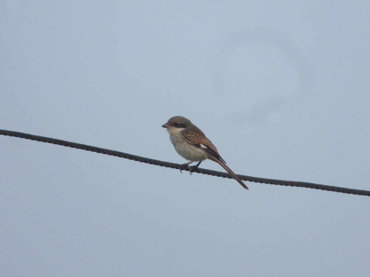 Bay-backed Shrike - ML640688901