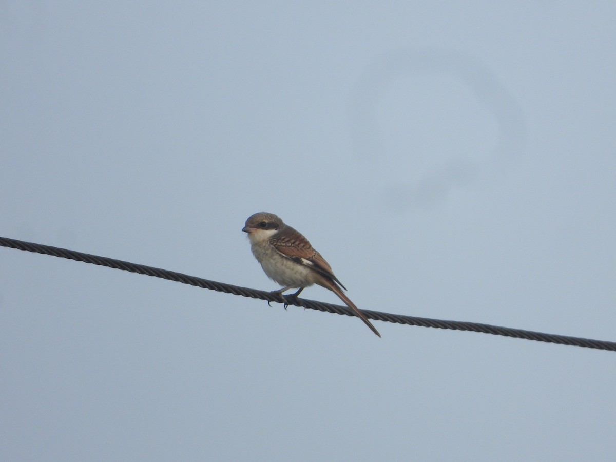 Bay-backed Shrike - ML640688902