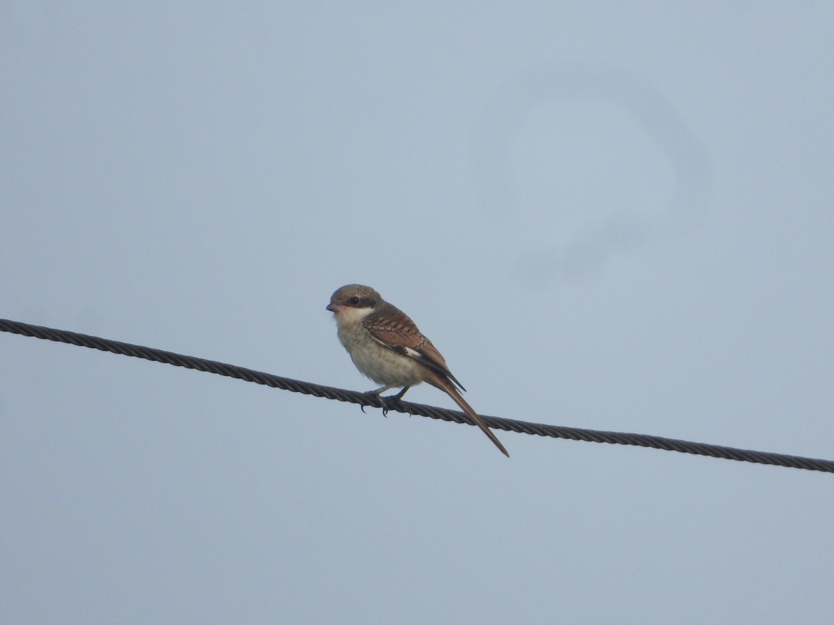 Bay-backed Shrike - ML640688903