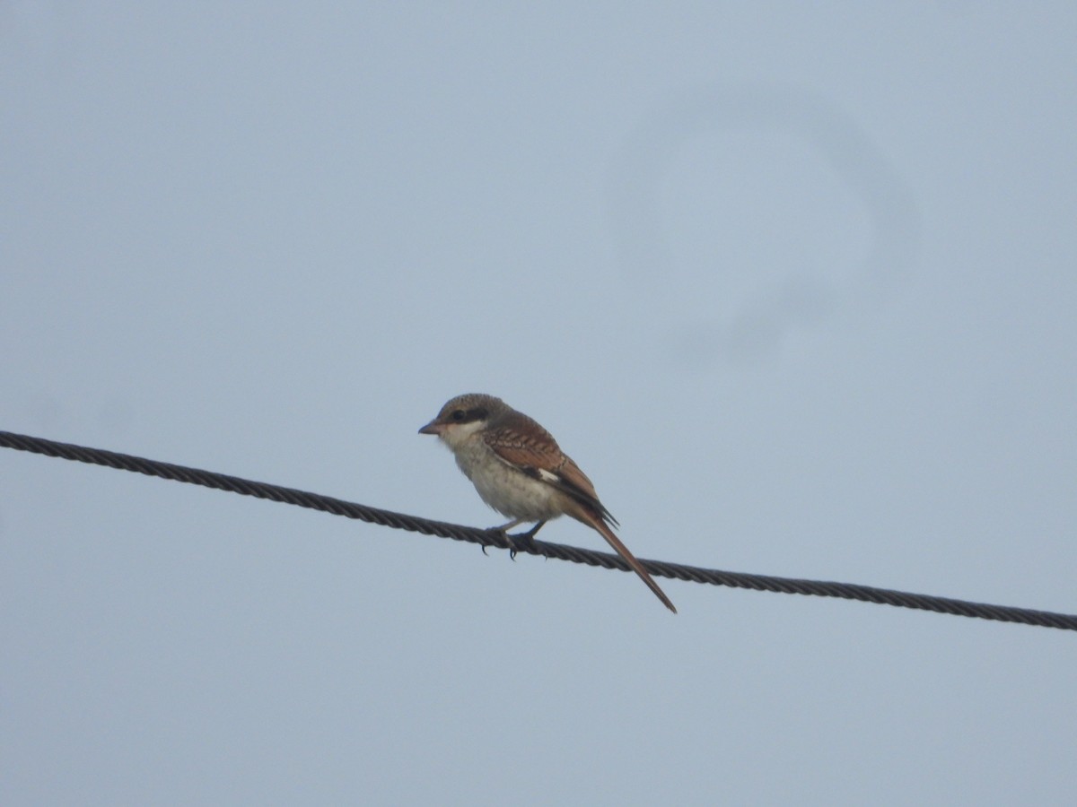 Bay-backed Shrike - ML640688904