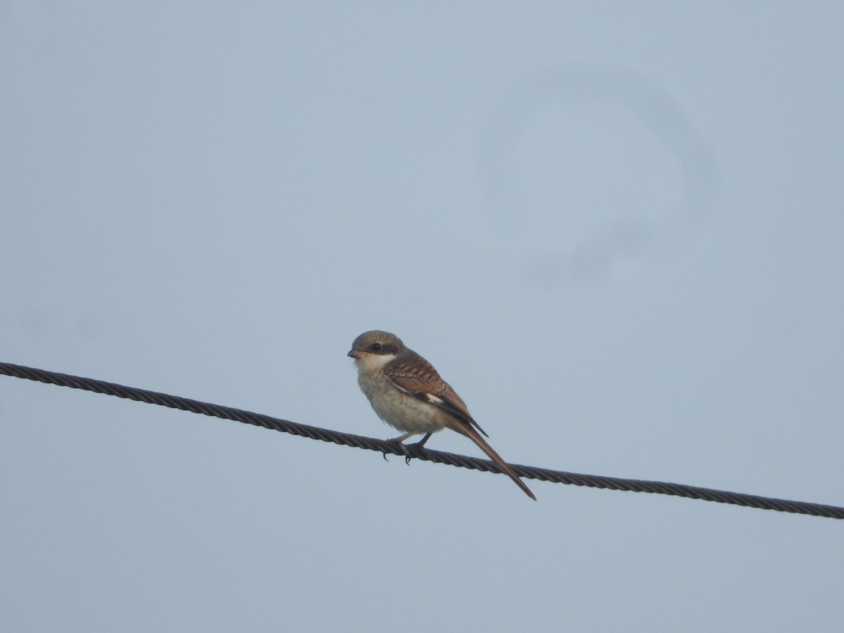 Bay-backed Shrike - ML640688905