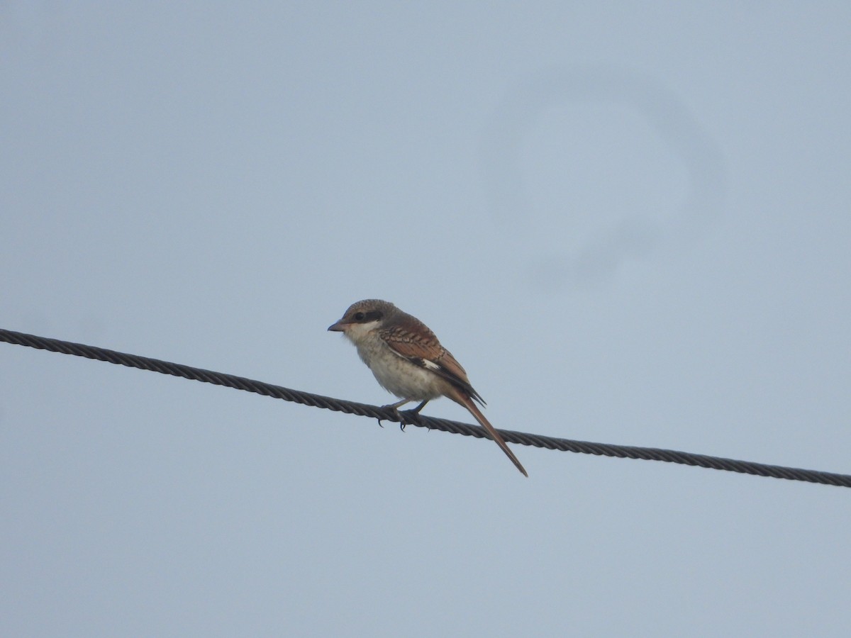 Bay-backed Shrike - ML640688906