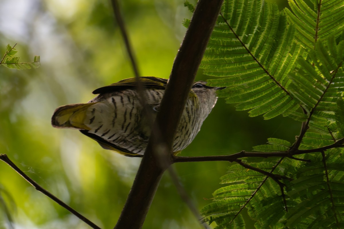 Black Cuckooshrike - ML640688937