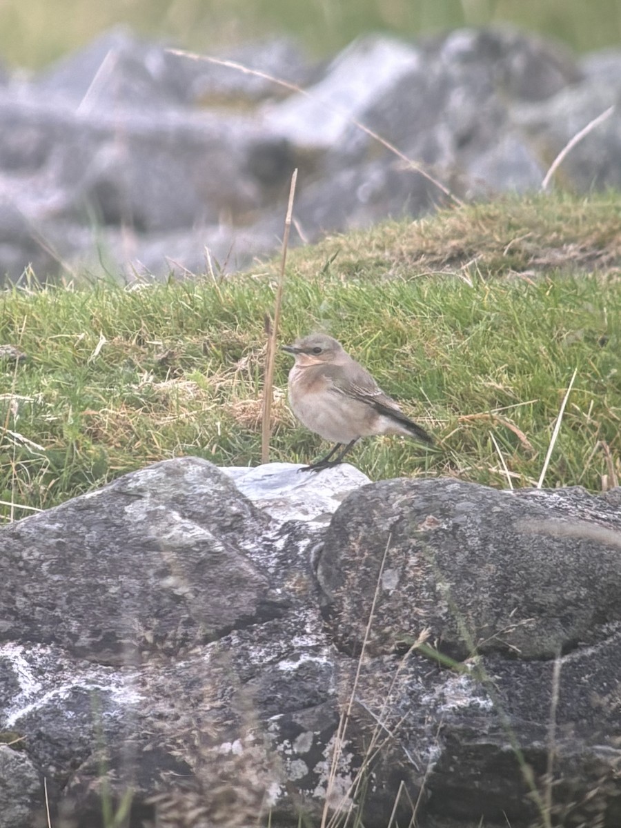 Northern Wheatear (Eurasian) - ML640688986