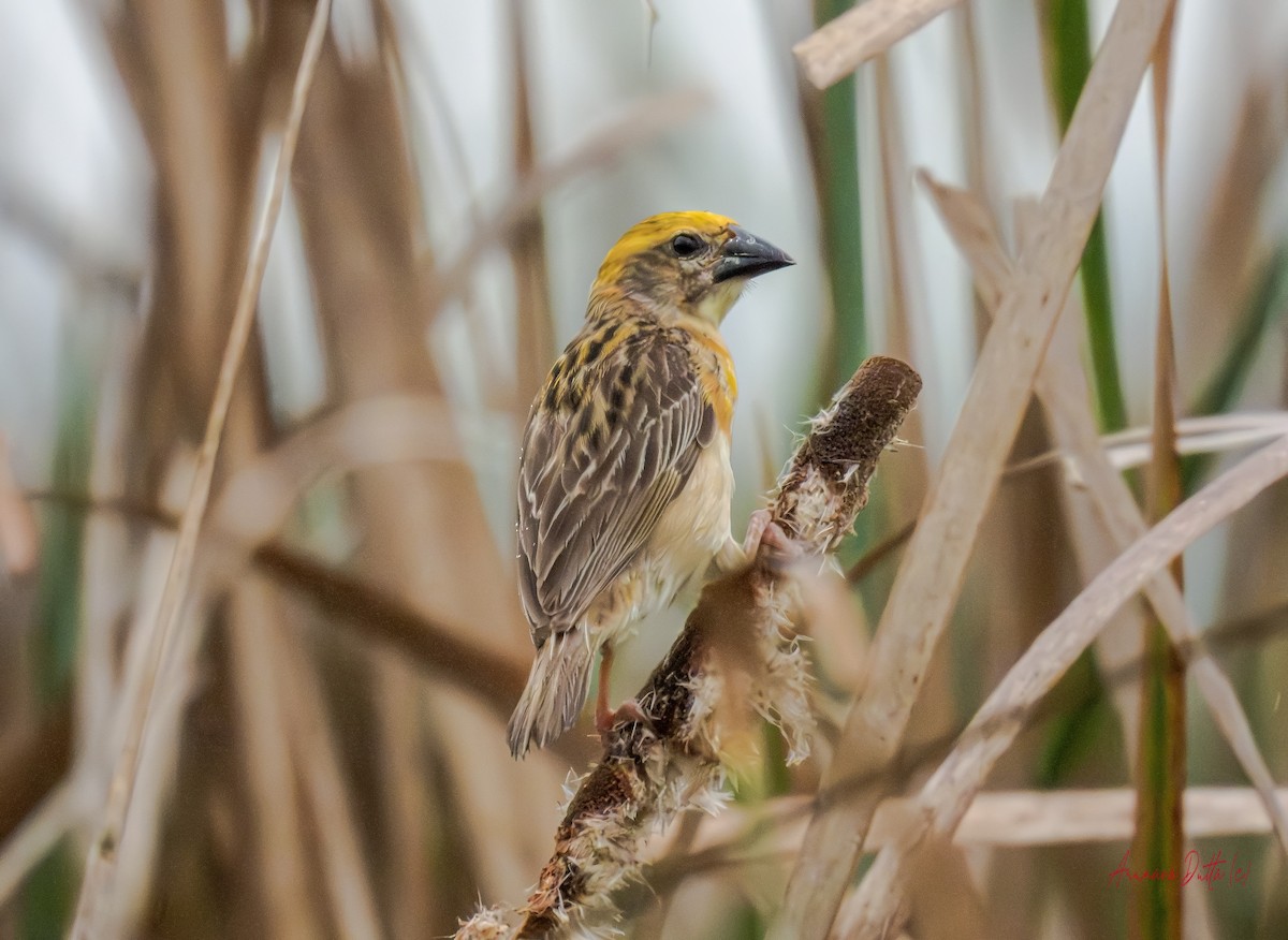 Baya Weaver - ML640689056