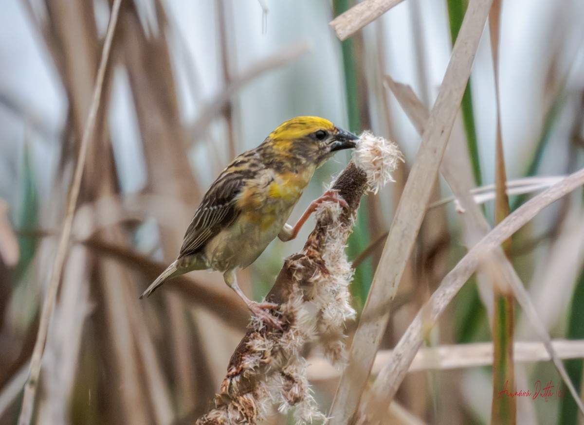 Baya Weaver - ML640689057