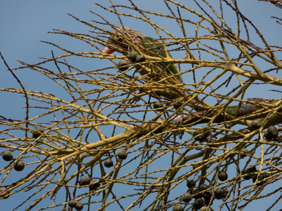Lineated Barbet - ML640689083