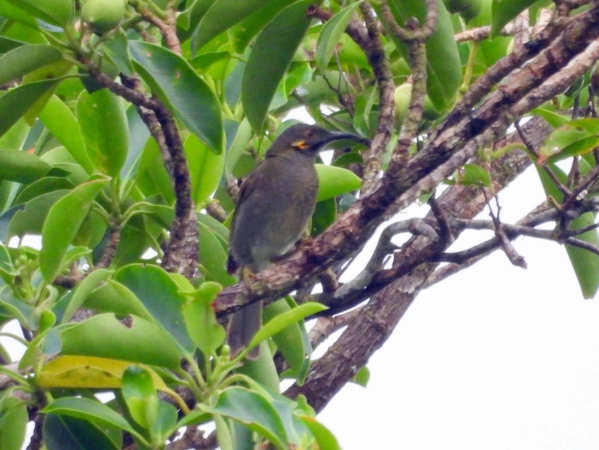 Northern Wattled-Honeyeater - ML640689096