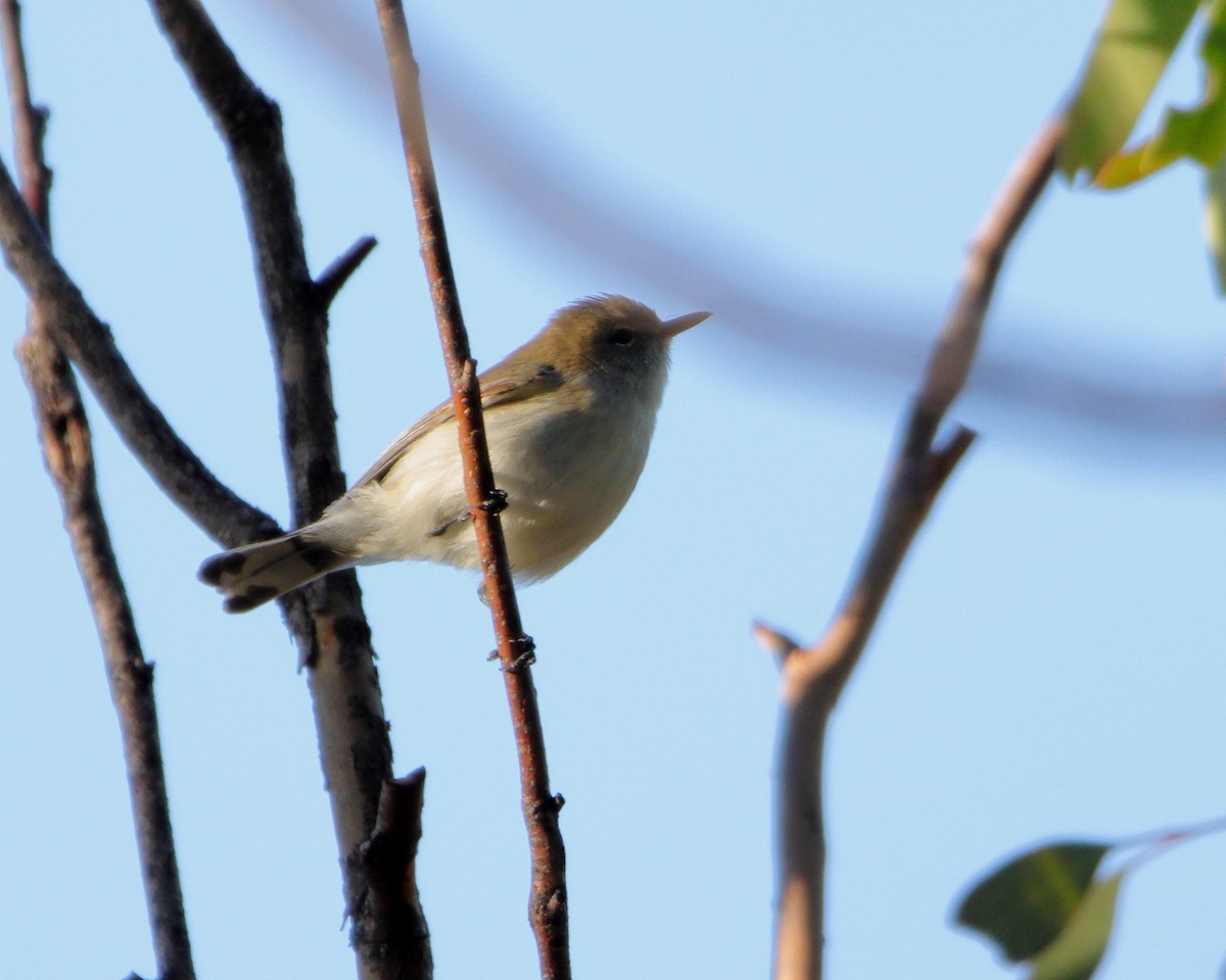 Western Gerygone - ML640689110