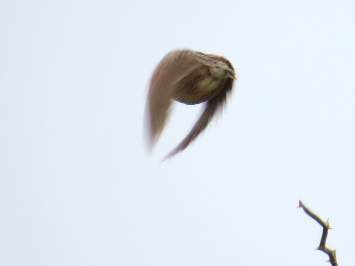 Singing Bushlark - ML640689112