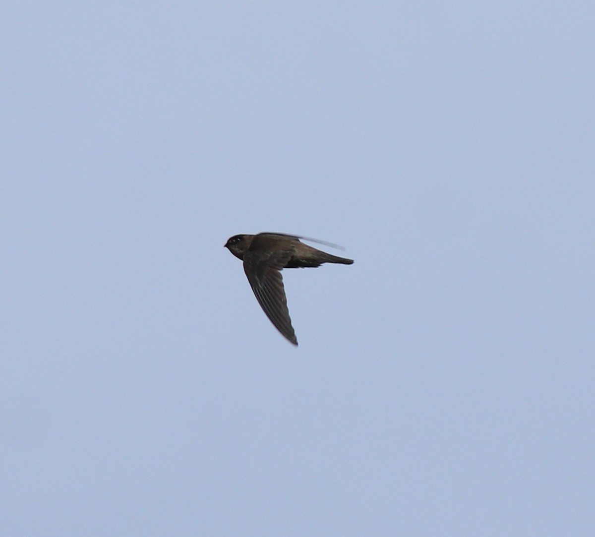 Indian Swiftlet - ML640689123