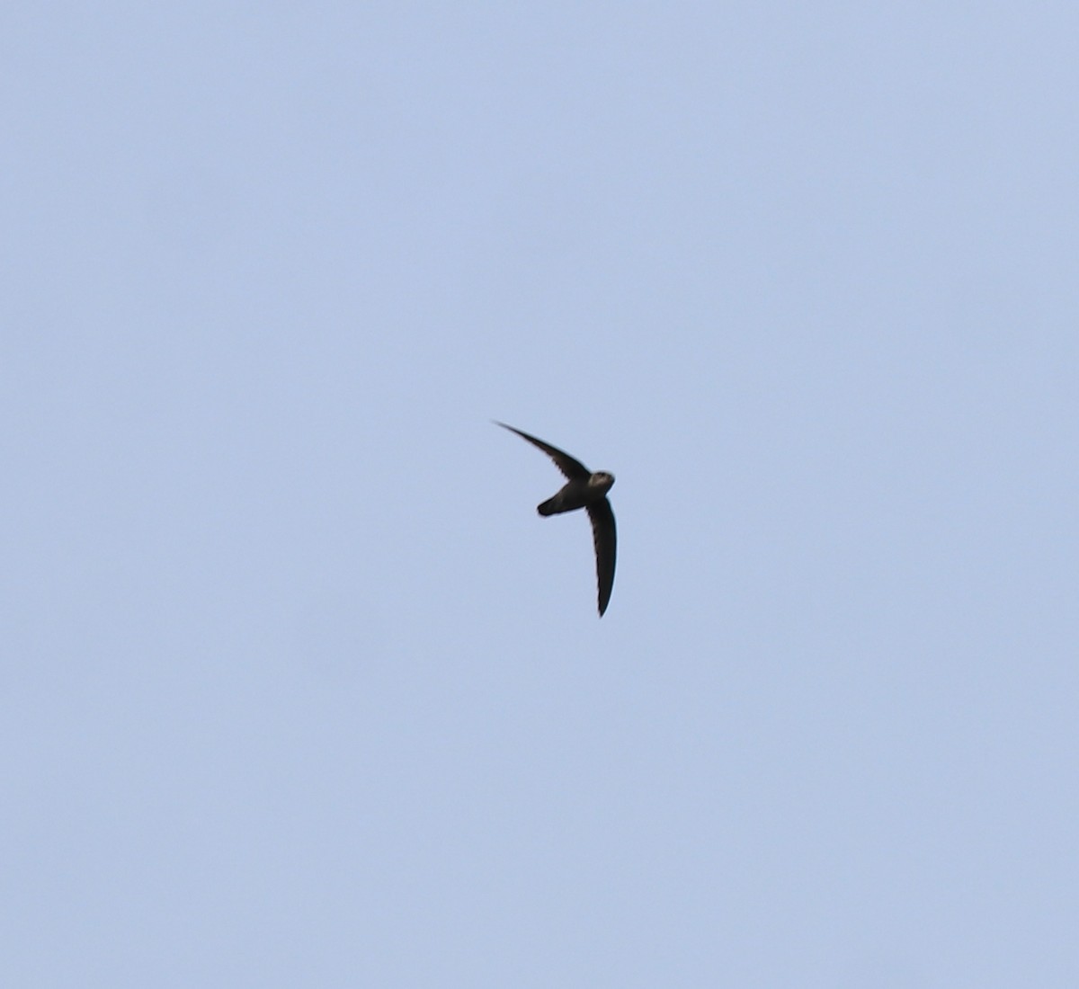 Indian Swiftlet - ML640689128