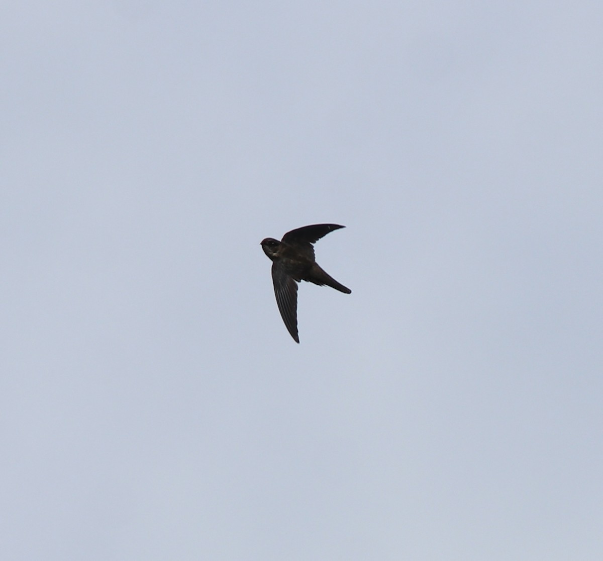 Indian Swiftlet - ML640689130