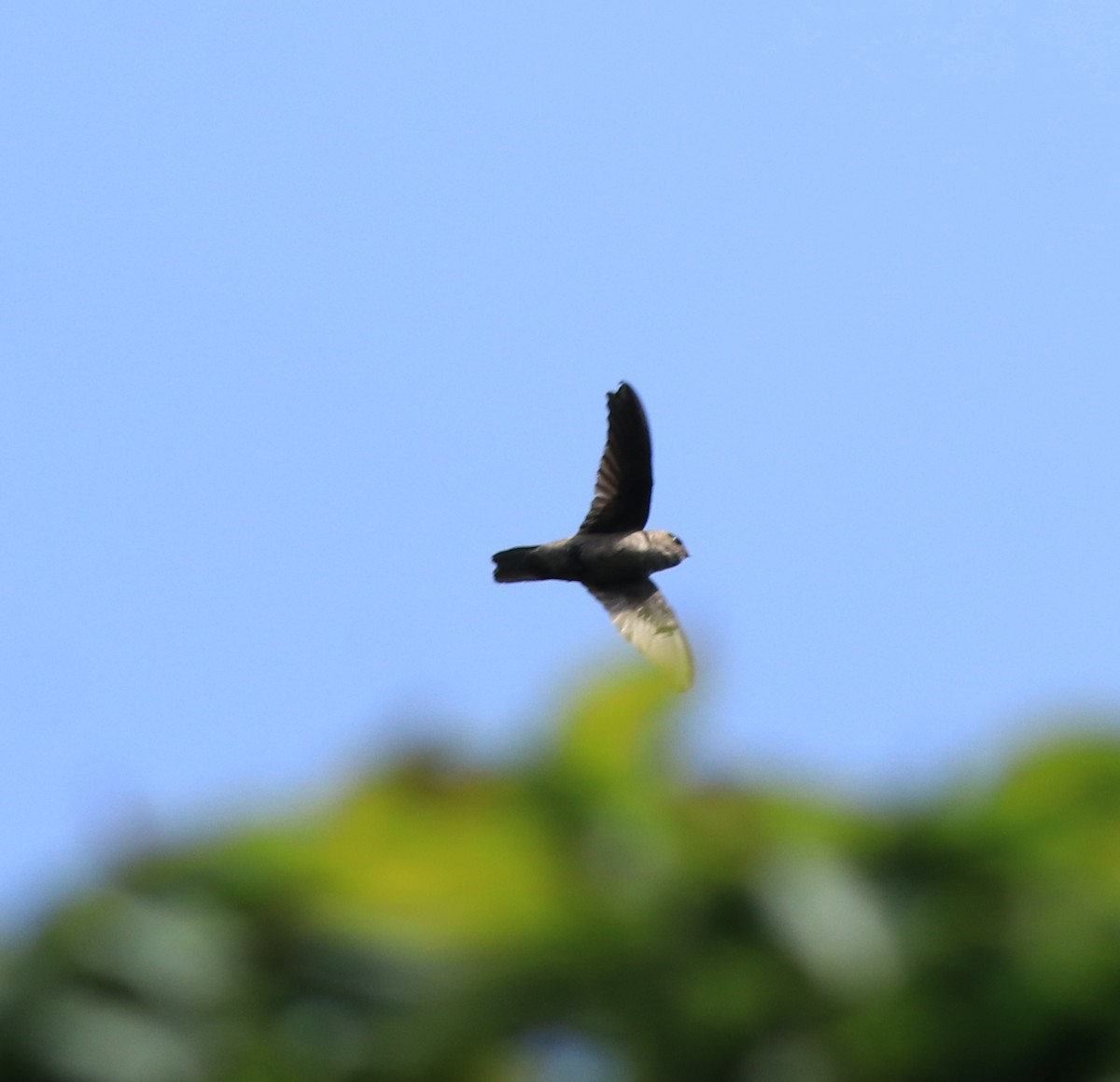 Indian Swiftlet - ML640689133