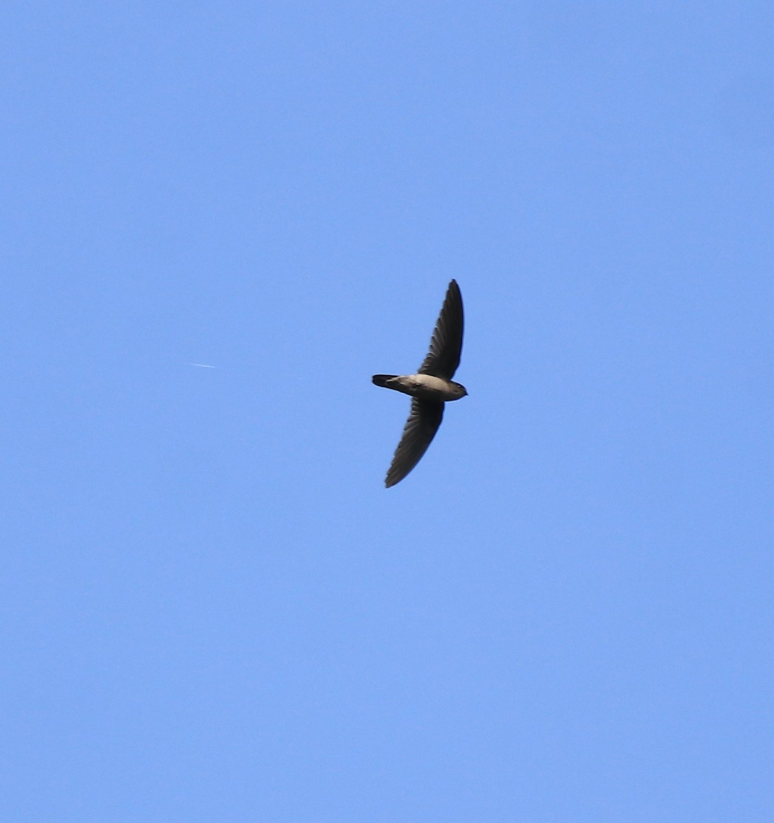 Indian Swiftlet - ML640689134