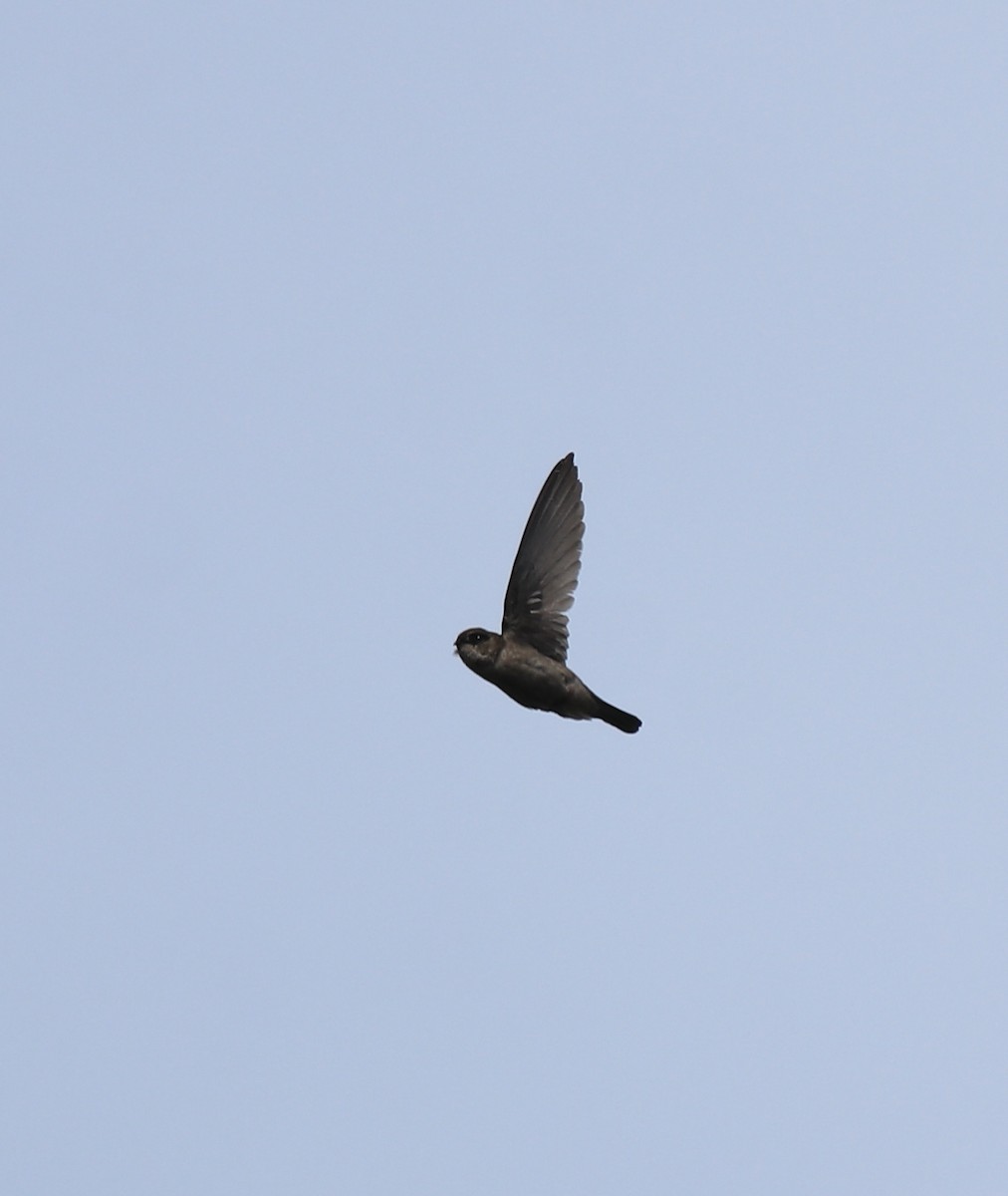 Indian Swiftlet - ML640689135