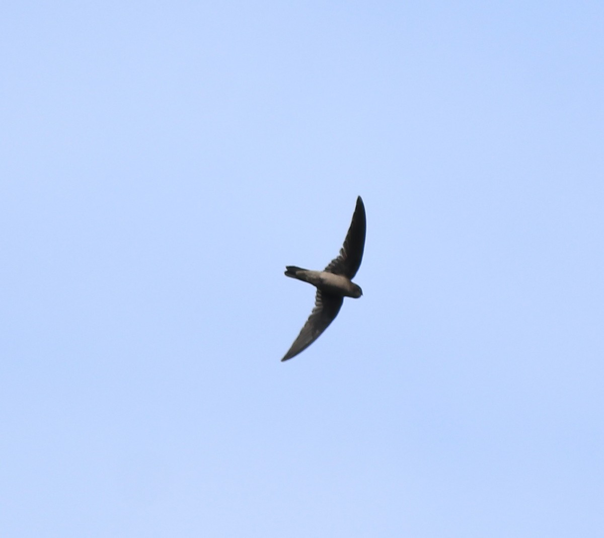 Indian Swiftlet - ML640689138