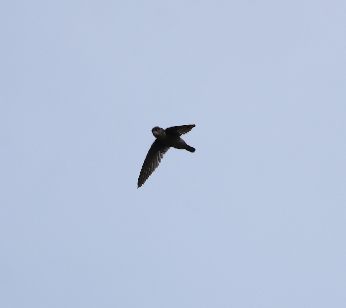 Indian Swiftlet - ML640689139