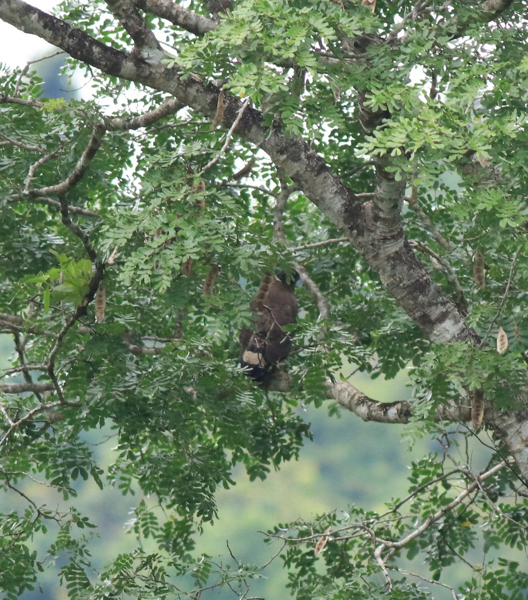 Crested Serpent-Eagle - ML640689151