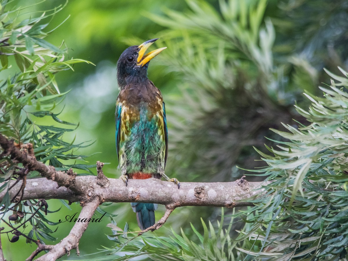 Great Barbet - ML640689177