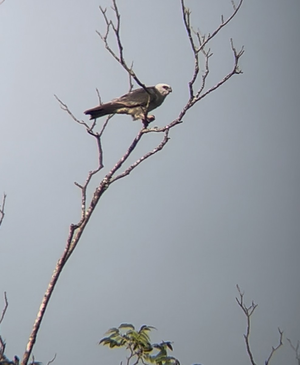 Mississippi Kite - ML640689180