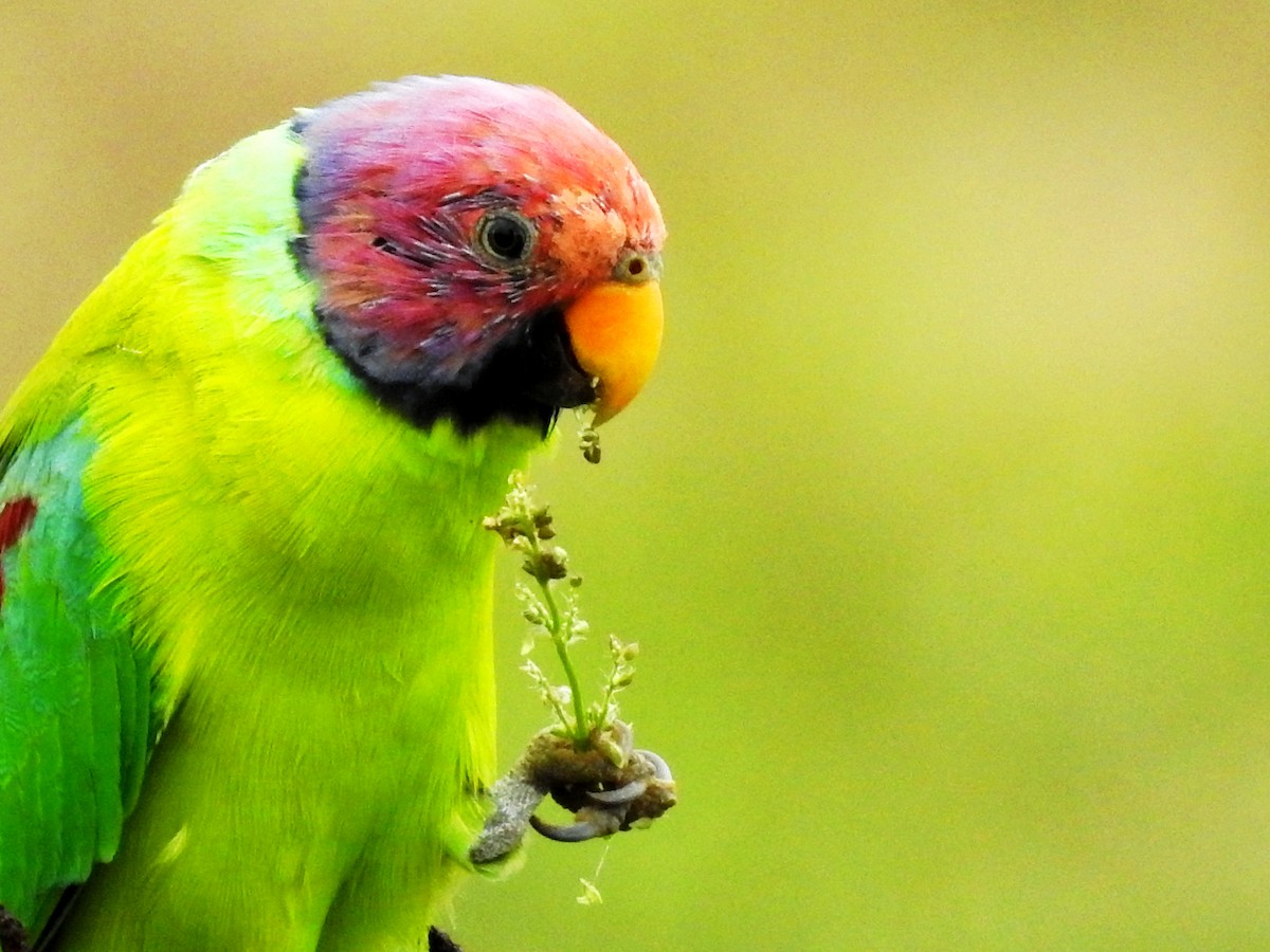 Plum-headed Parakeet - ML640689183