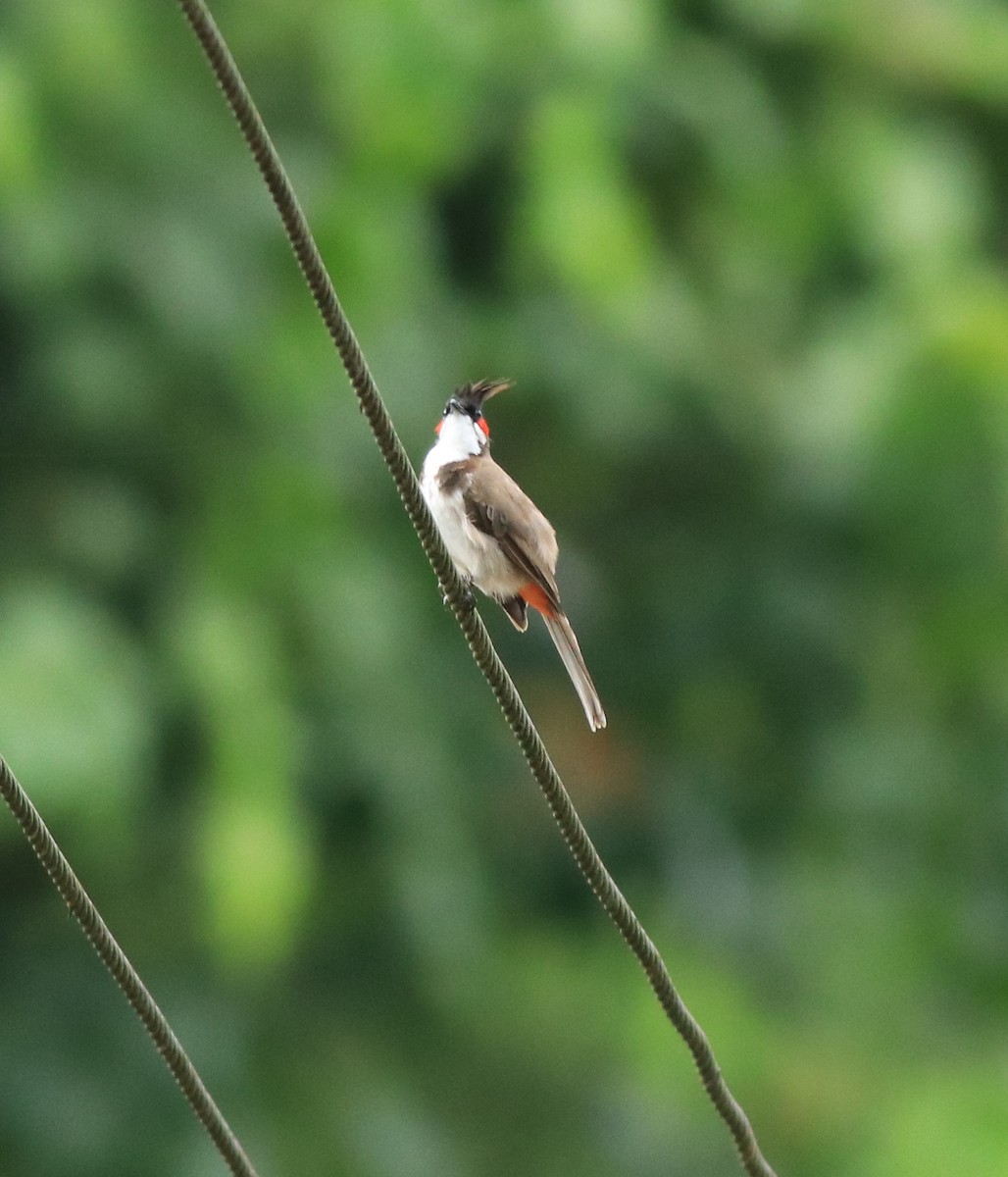 Red-whiskered Bulbul - ML640689187