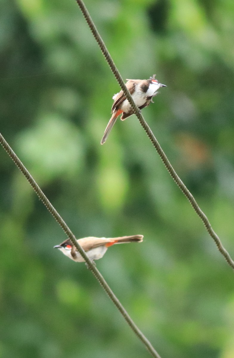 Red-whiskered Bulbul - ML640689188