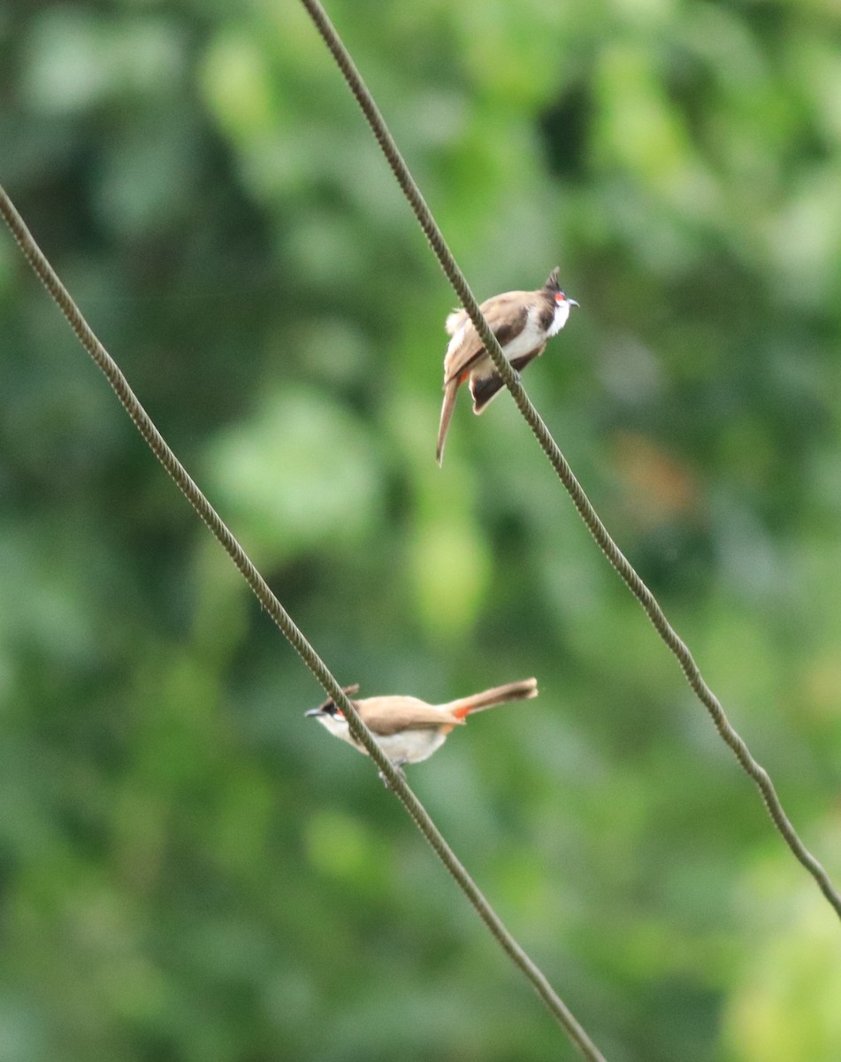 Red-whiskered Bulbul - ML640689189