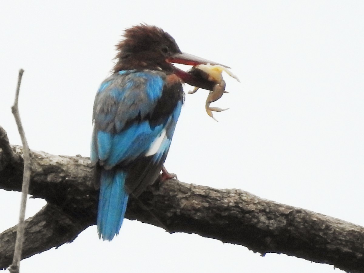 White-throated Kingfisher - ML640689201