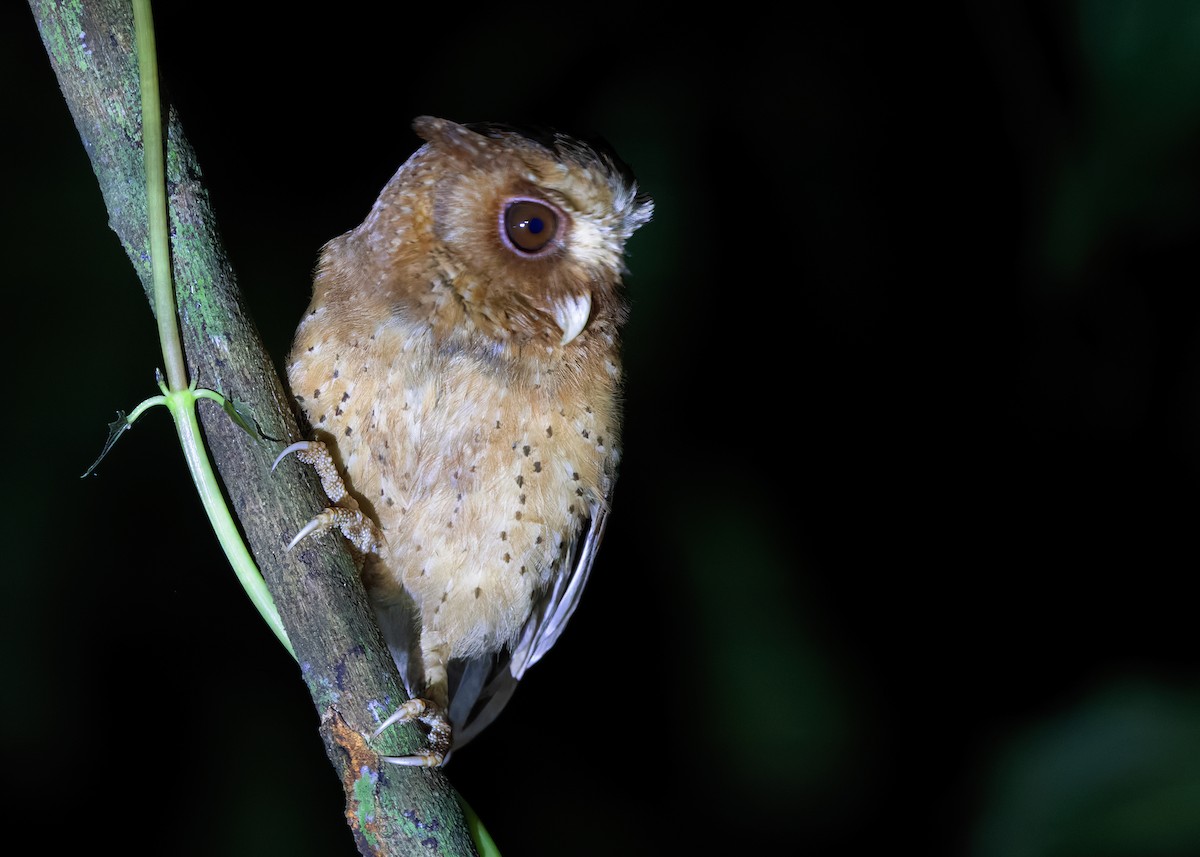 Reddish Scops-Owl - ML640689207