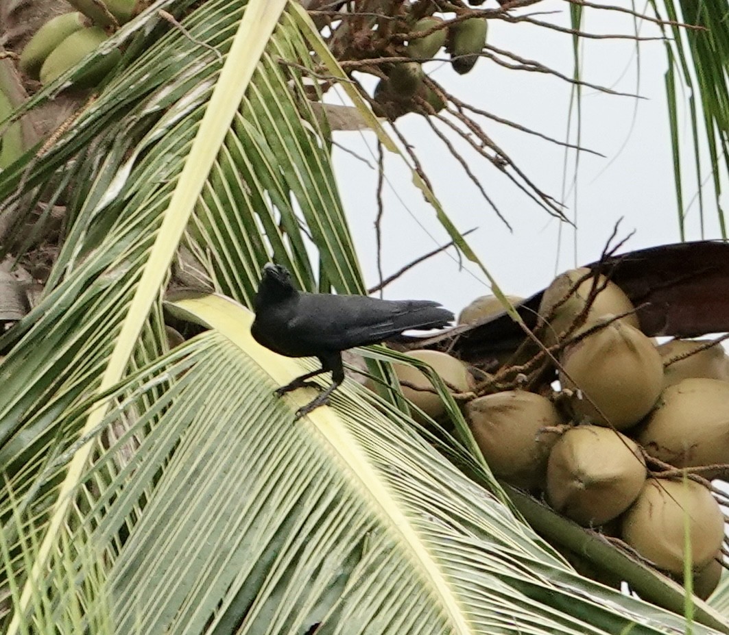Sulawesi Crow - ML640689212