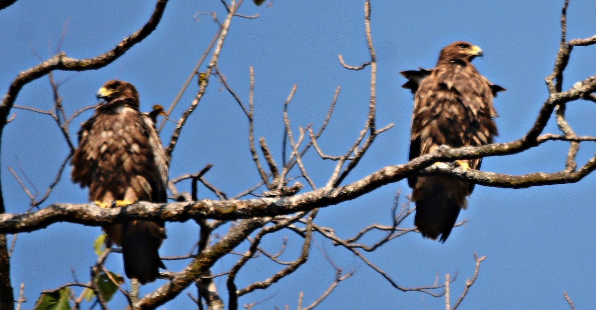 Steppe Eagle - ML640689223