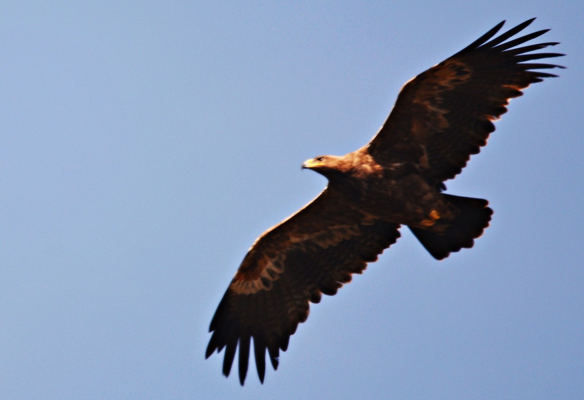 Steppe Eagle - ML640689224