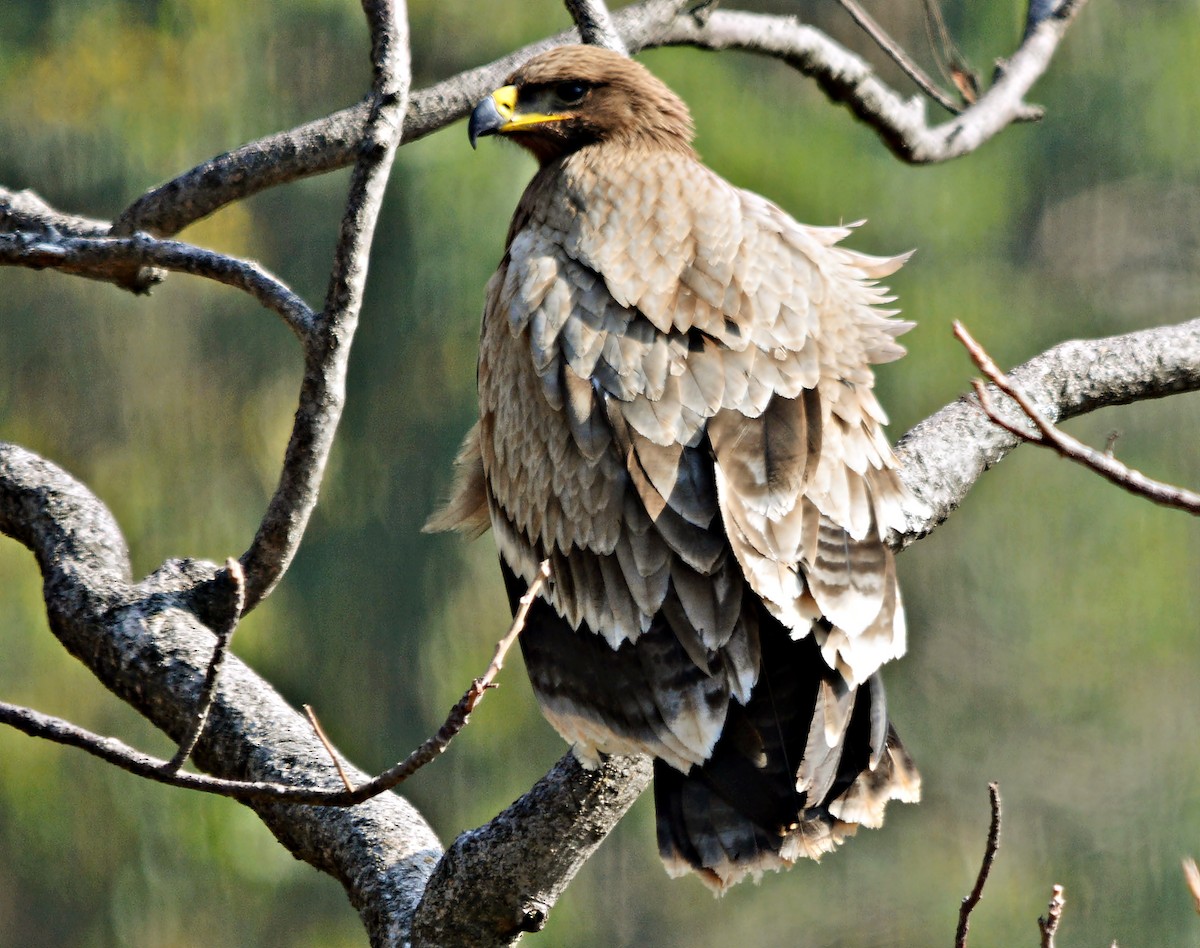 Steppe Eagle - ML640689225